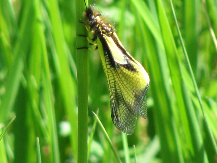 Libelloides coccajus forma gialla